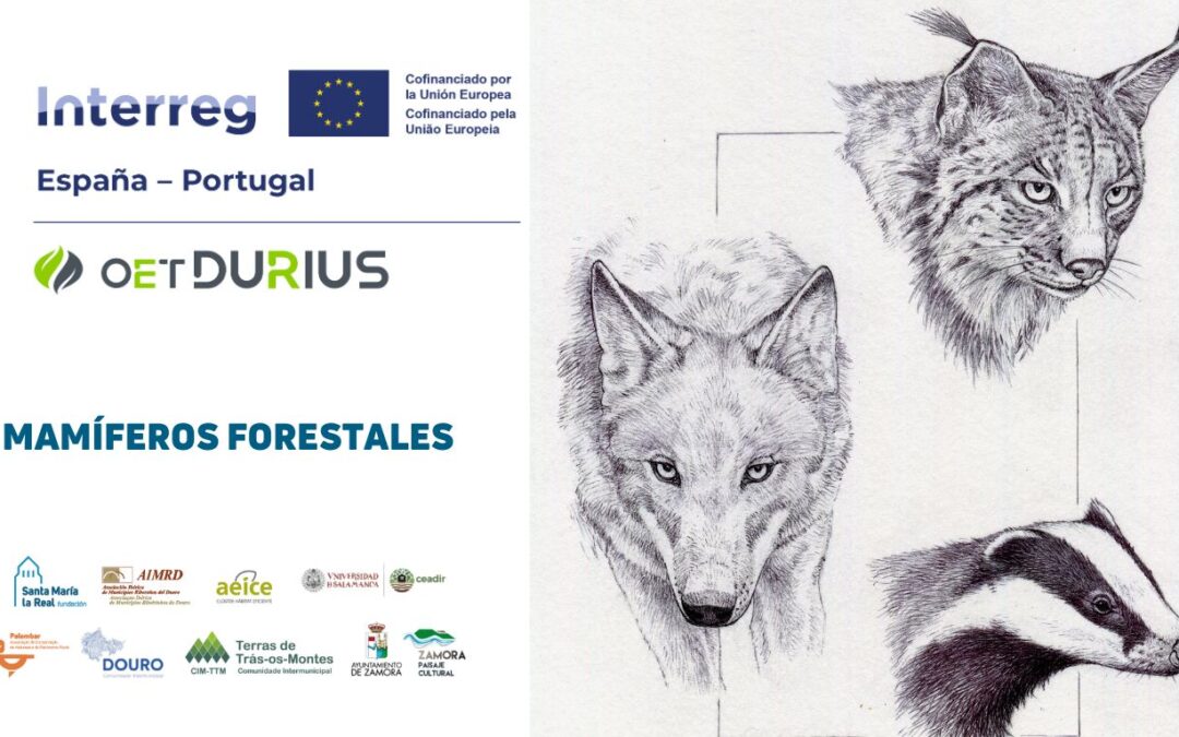 Mamíferos forestales del valle del Duero