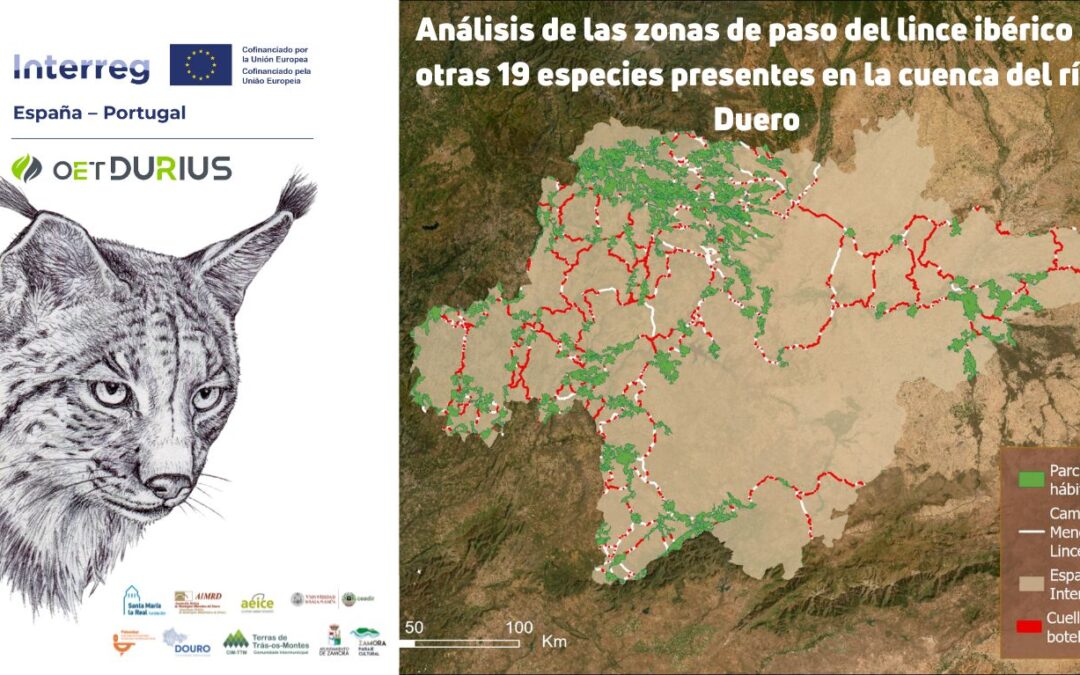 Analizamos las zonas de paso del lince ibérico y otras 19 especies presentes en la cuenca del río Duero